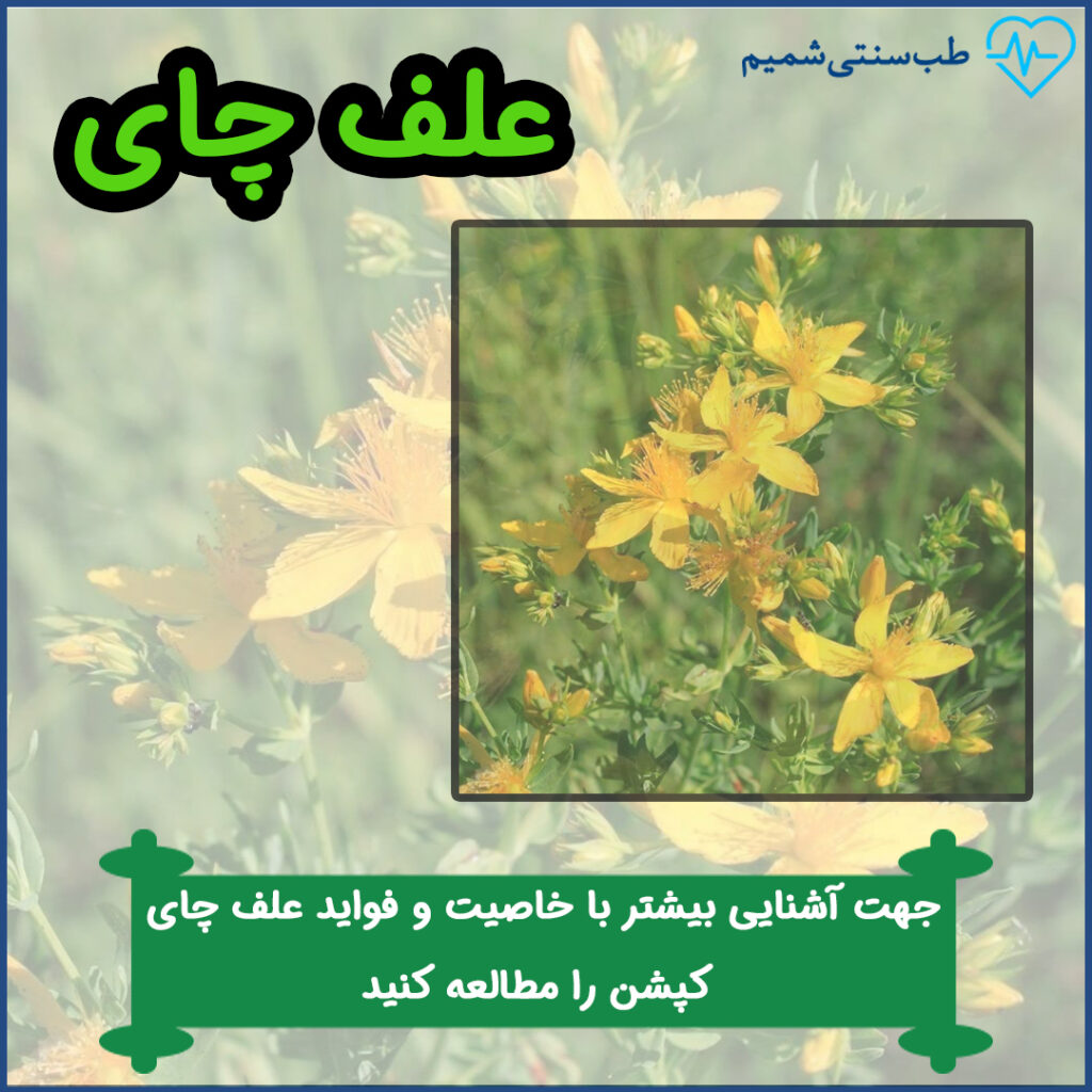 علف چای و خواص آن در طب سنتی