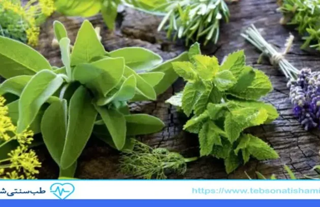 بهترین گیاهان دارویی برای تقویت سیستم ایمنی