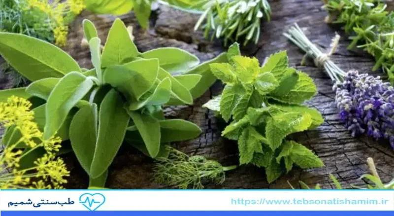 بهترین گیاهان دارویی برای تقویت سیستم ایمنی