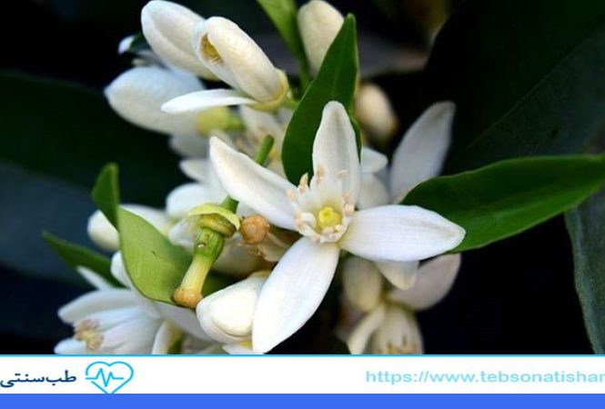 عرق بهارنارنج برای تنظیم خواب